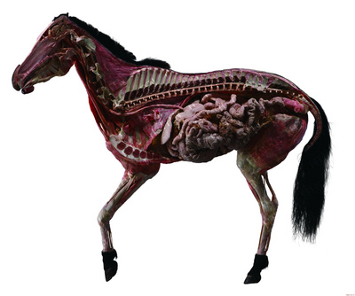马整体内脏塑化标本