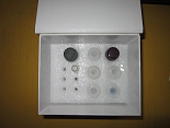 待测大鼠胶原酶II(CollagenaseII)ELISA试剂盒价格
