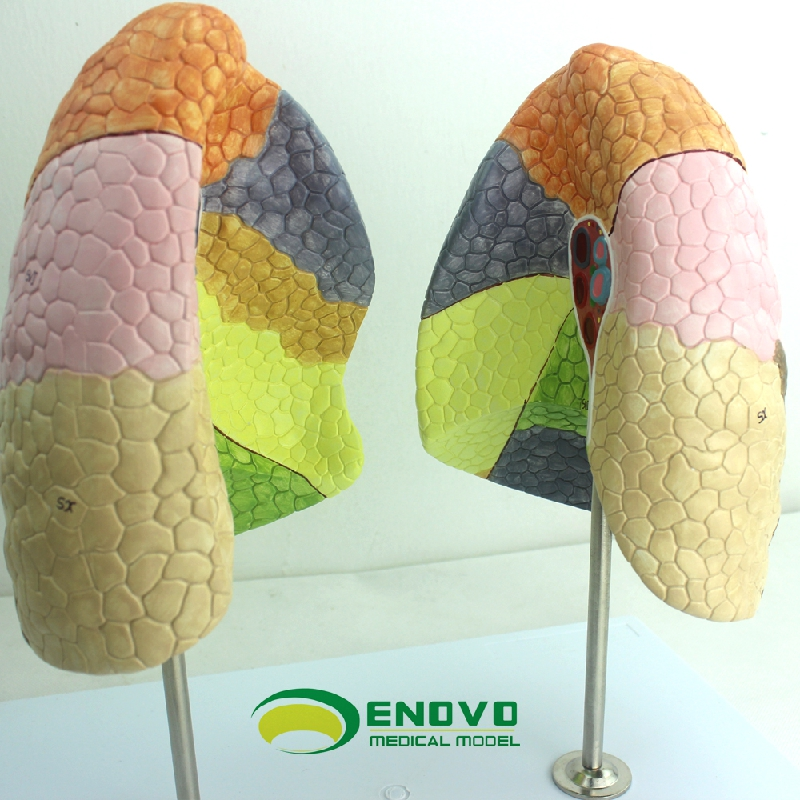 ENOVO颐诺医学人体肺段肺解剖模型 呼吸系统
