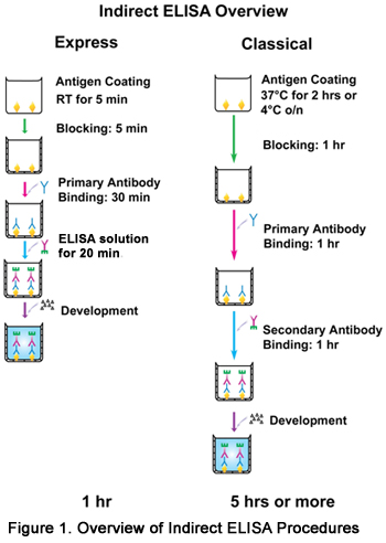 ExpressTM ELISA Kit (Rabbit)