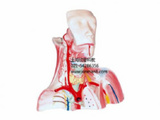 颅腔及头颈胸局部解剖模型
