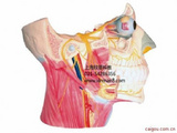 脑神经在头颈部分布模型 十二对脑神经