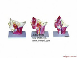 头面及颈部血管神经分布模型
