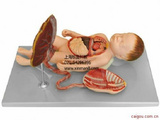胎盘脐带与胎儿内脏模型