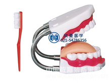 口腔牙齒護理模型