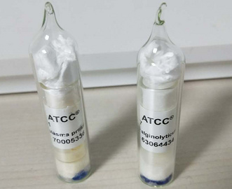 ATCC700084  mc(2)155  ATCC菌株