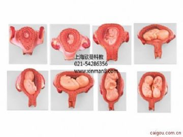 妊娠胚胎发育过程模型