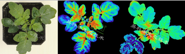新一代农业传感器技术——易科泰FluorTron®叶绿素荧光成像技术