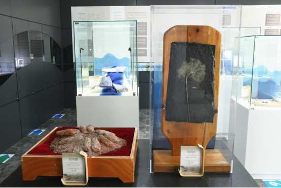 《洪荒印記 古生物化石科普展》在北京市趙登禹學校正式啟幕