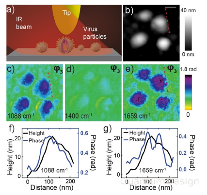 应用专题 | 纳米分辨傅里叶红外光谱与成像技术（nano-FTIR & neaSNOM）助力科学家实现单病毒膜渗透行为研究进展