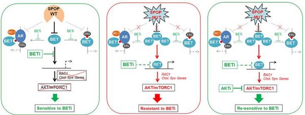SPOP突变前列腺癌耐药机制 | MedChemExpress