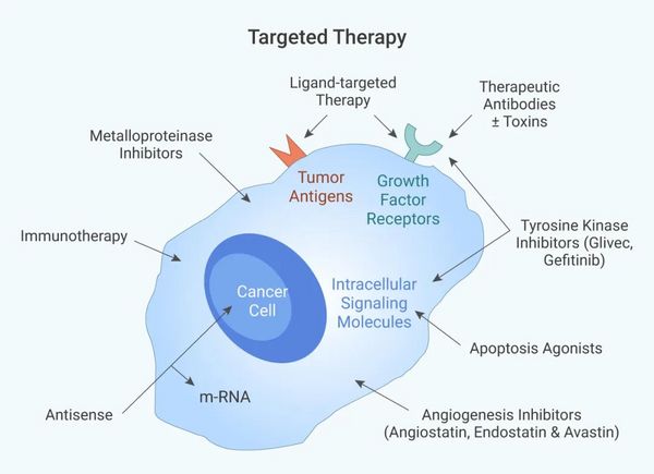 抗肿瘤靶向药物丨小分子化合物 or 单克隆抗体？-MCE