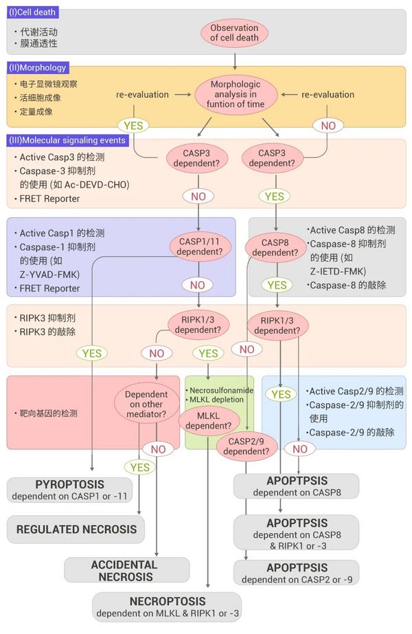 当坏死性凋亡碰撞肿瘤免疫 | MedChemExpress