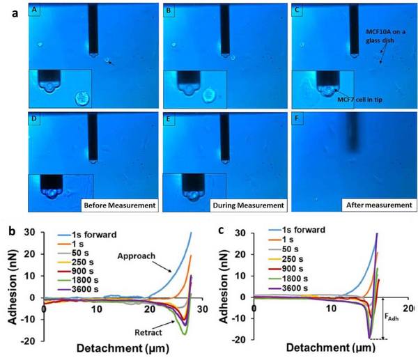 单个细胞别的粘附力测定