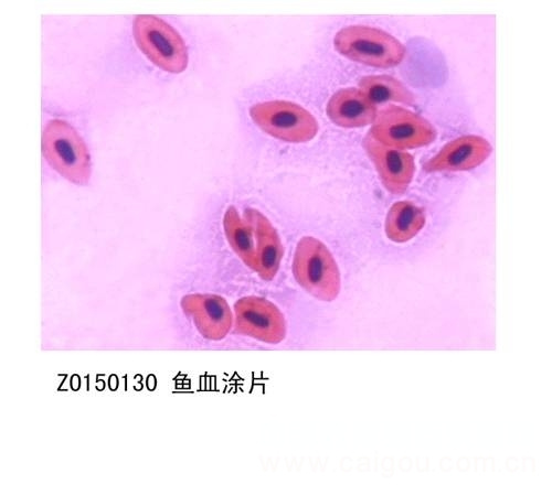 鑫鑫教学显微玻片