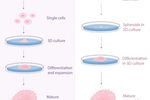 类器官培养——选多能干细胞 or 成体干细胞？| MedChemExpress