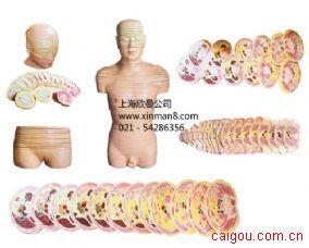 人体头颈躯干横断断层解剖模型，人体头、颈、躯干断层模型