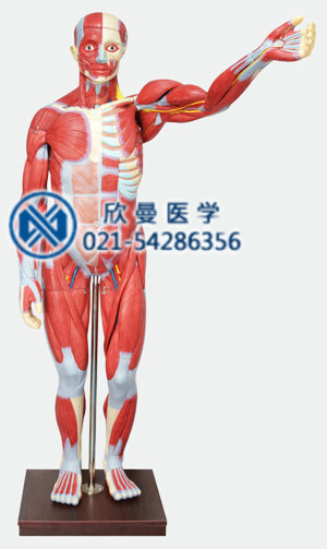 人体全身肌肉解剖模型170CM