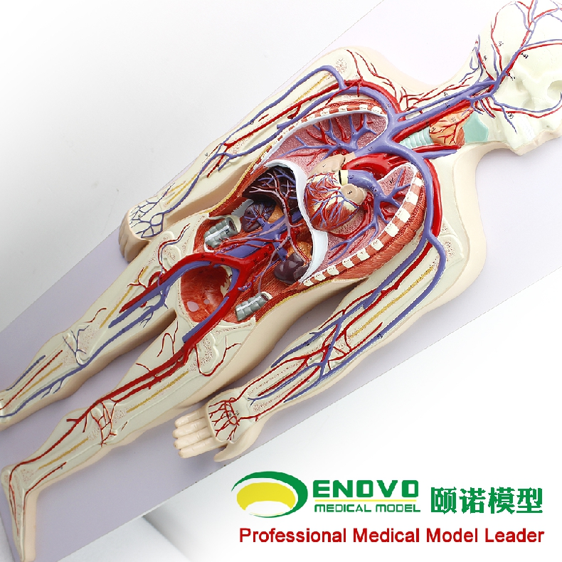 enovo頤諾人體血液循環系統模型體肺循環心血管介入心臟解剖模型