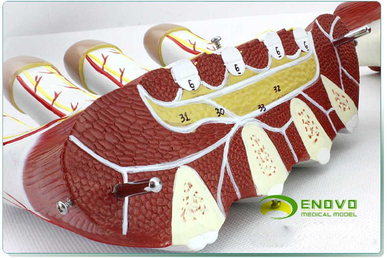enovo醫學手掌解剖神經血管模型手關節手足外科手部微創模型教學